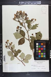 Rubus bifrons image