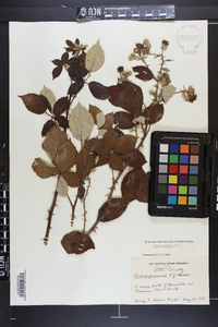 Rubus bifrons image