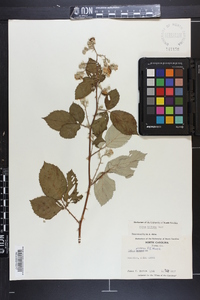 Rubus bifrons image