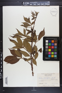 Rubus argutus image