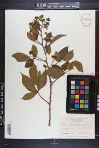 Rubus argutus image