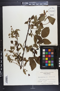 Rubus argutus image