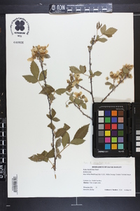 Rubus argutus image