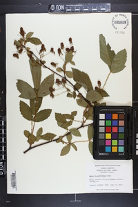 Rubus argutus image