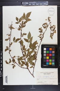 Rubus argutus image