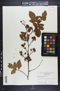 Rubus argutus image