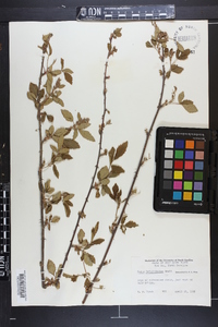 Rubus argutus image