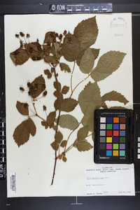 Rubus argutus image