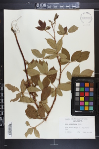 Rubus argutus image