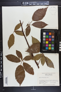 Rubus argutus image