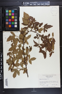 Rubus argutus image