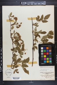 Rubus argutus image