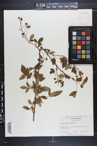 Rubus argutus image