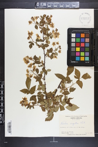 Rubus argutus image