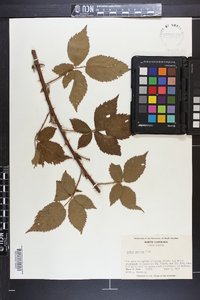 Rubus argutus image