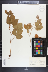 Rubus argutus image