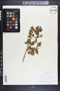 Rubus argutus image