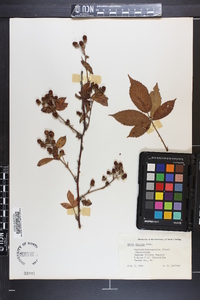 Rubus argutus image