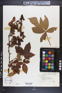 Rubus argutus image