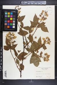 Rubus argutus image