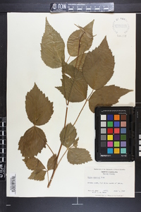 Rubus argutus image