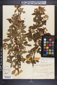 Rubus argutus image