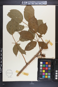 Rubus argutus image