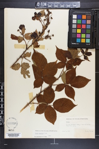 Rubus argutus image