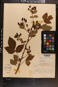 Rubus argutus image