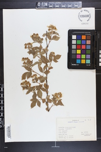 Rubus argutus image