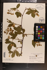 Rubus canadensis image