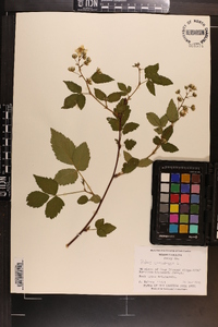 Rubus canadensis image