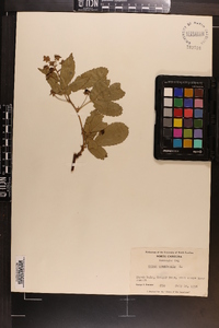 Rubus canadensis image