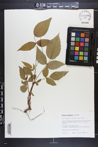 Rubus canadensis image