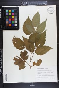 Rubus canadensis image