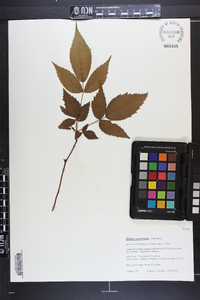 Rubus canadensis image