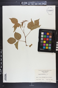 Rubus canadensis image