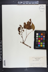 Rubus canadensis image