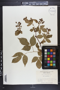 Rubus canadensis image