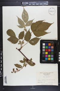 Rubus canadensis image