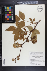 Rubus canadensis image