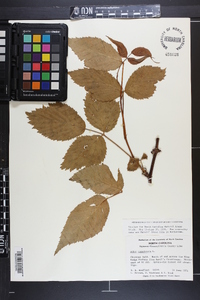 Rubus canadensis image