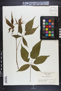 Rubus canadensis image