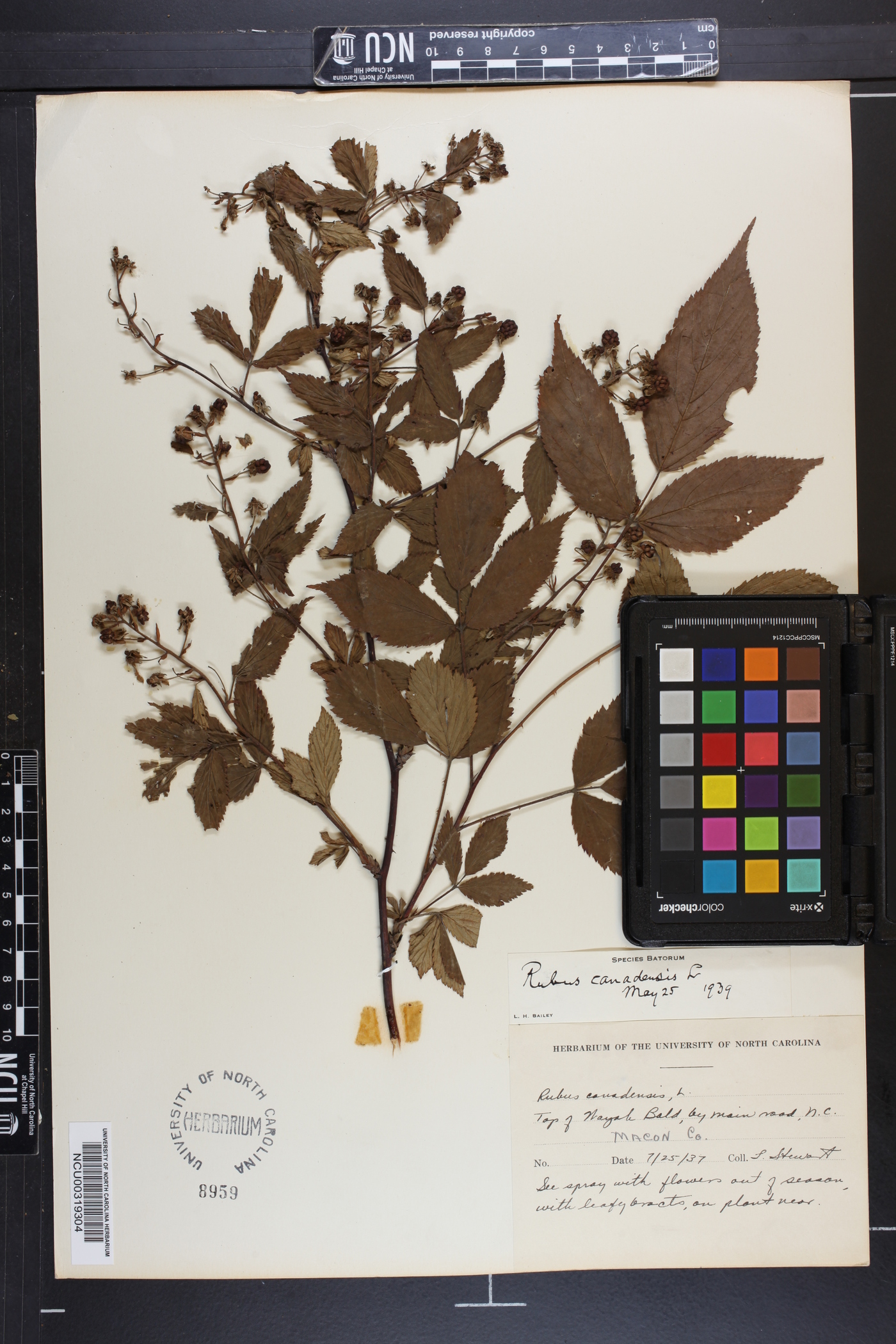 Rubus canadensis image