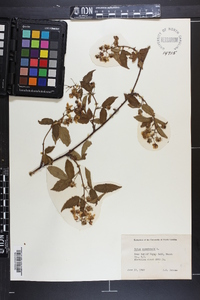 Rubus canadensis image