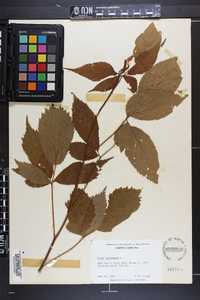 Rubus canadensis image