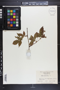 Rubus canadensis image