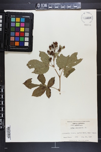 Rubus canadensis image