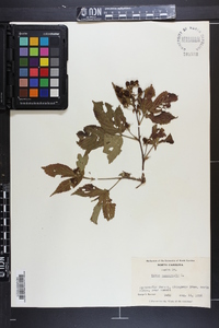 Rubus canadensis image