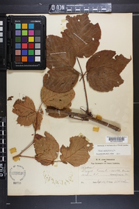 Rubus canadensis image